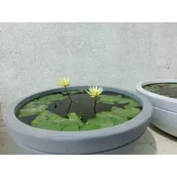 Yellow Lotus Plant